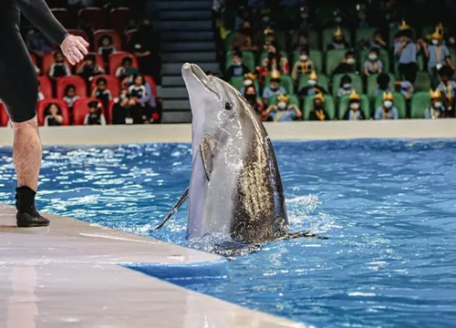 Dubai Dolphinarium
