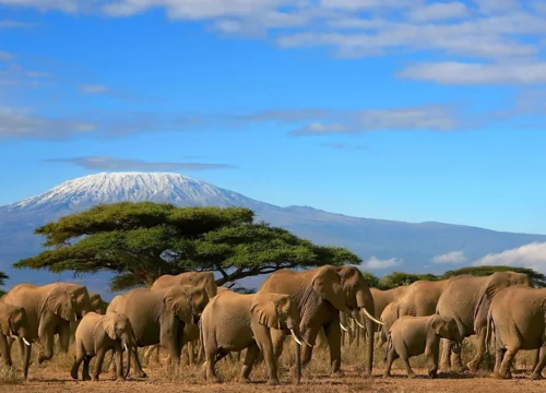 KENYA Nairobi-Amboseli-Elementaita-Maasai Mara - (Deluxe)