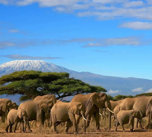 kenya