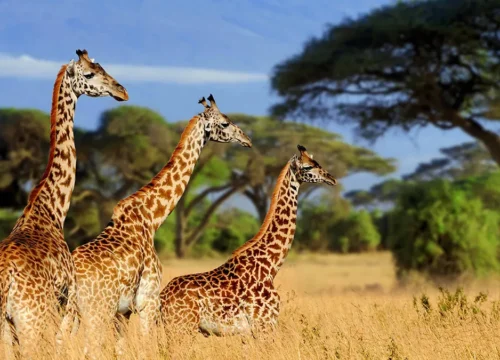 Majestic Tanzania A Safari Through Tarangire, Serengeti & Ngorongoro