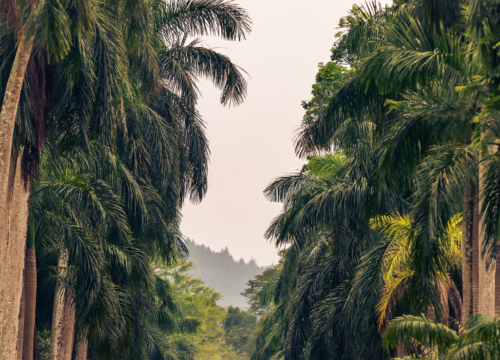 Scenic Sri Lanka