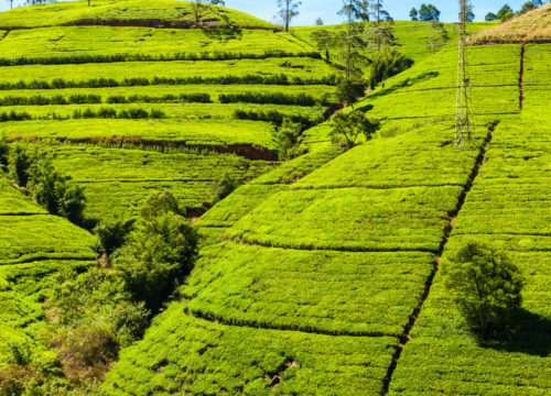 Sri Lanka Luxe Journeys